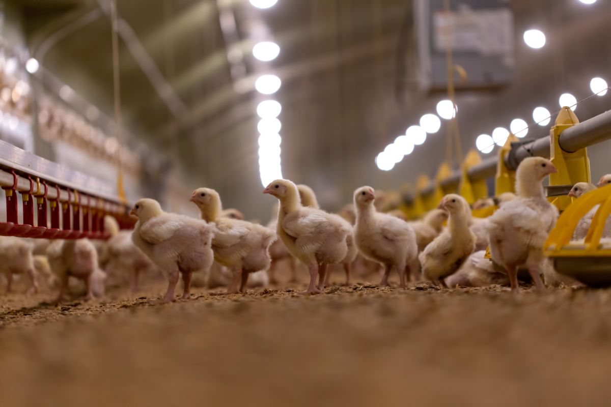 4 Factors to Consider for Your Hatchery Flooring