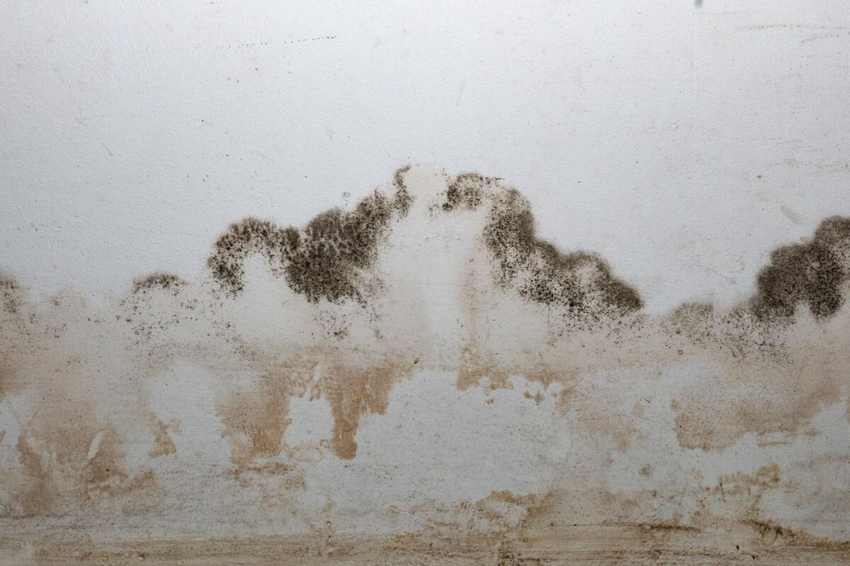 Persistence of Mold and Dampness